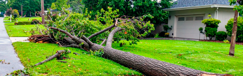 Learn how to tell if a tree is a safety risk in Ball Ground, GA. Spot warning signs like dead limbs, leaning trunks, and root damage.