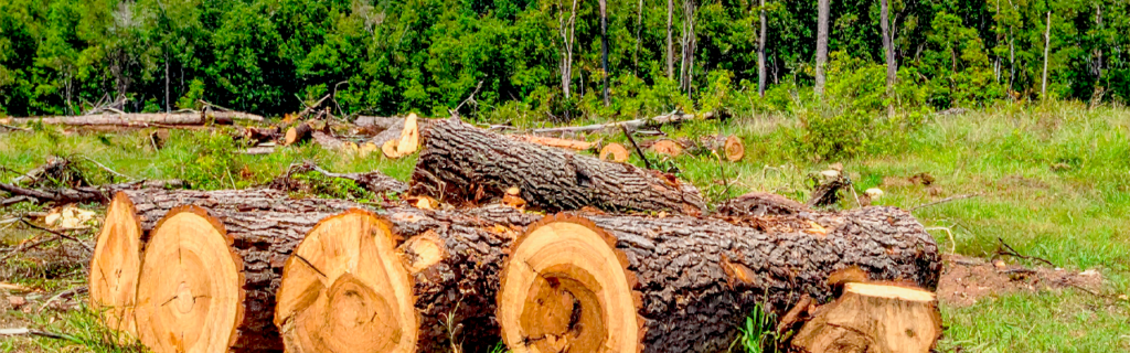 Learn what is included in professional land clearing projects in Ball Ground, GA, from brush removal to grading and site preparation.