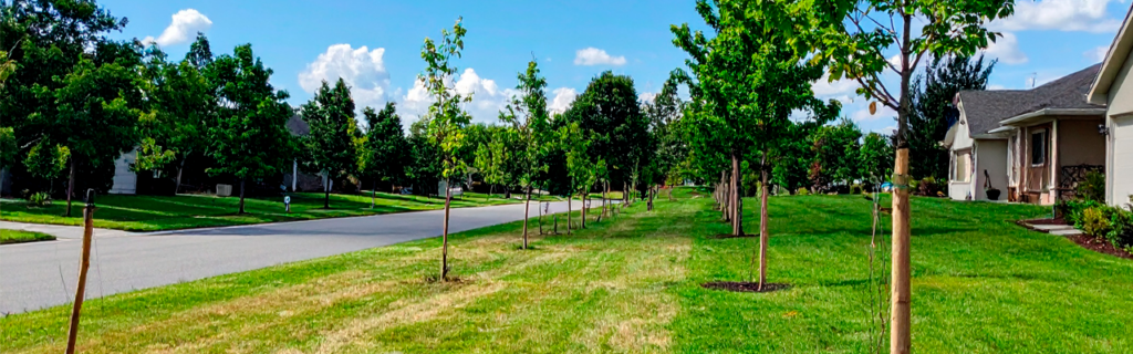 Learn why proper tree spacing matters around homes and how nearby trees can affect roofs, foundations, drainage, and property safety in North Georgia.