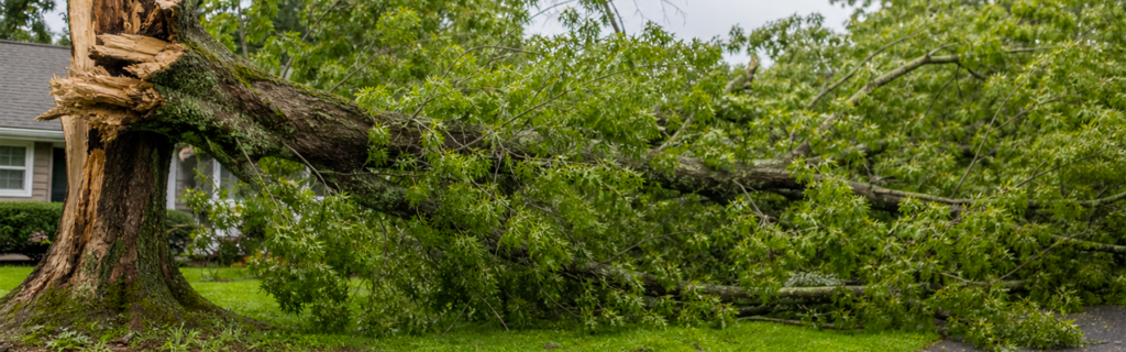 Learn the warning signs of storm-damaged trees that may require removal to protect homes, driveways, and property in North Georgia.