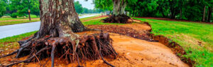 Heavy rain saturates Cherokee County clay soil and reduces tree root stability. Learn which trees are most at risk after wet weather and what warning signs demand immediate attention.