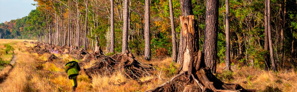 Periodic reclamation resets to the same overgrowth density every cycle. Year-round forestry mulching maintenance progressively depletes invasive root reserves. Learn the seasonal treatment framework for Cherokee County rural properties.