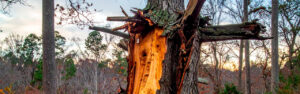 A damaged tree left untreated does not stay in the same condition. It progresses through decay, structural weakening, and escalating removal complexity. Learn how untreated tree damage advances on North Georgia properties in Cherokee County.