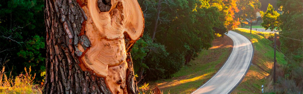 The most dangerous trees on North Georgia properties often look fine from a distance. Learn the subtle root zone, trunk, and crown indicators of hidden structural damage that casual observation misses in Cherokee County.