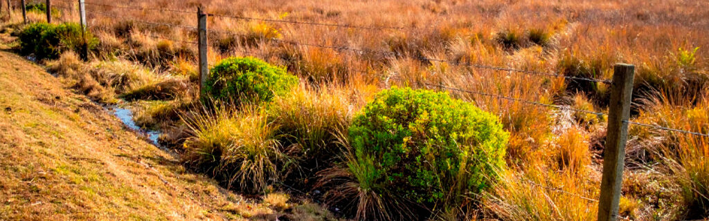 Invasive brush on North Georgia properties does not simply occupy space — it compounds with every season without management. Learn the six benefits of removal and why earlier action produces better outcomes in Cherokee County.
