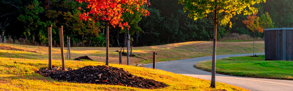 Trees on North Georgia properties are not a uniform category — each species has specific growth rates, root system behavior, debris production, disease susceptibility, and failure modes that create distinctly different maintenance relationships. Learn the species-specific framework in Cherokee County.