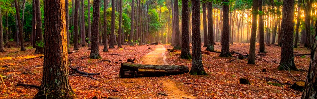 Wooded acreage in North Georgia is not a blank slate waiting to be developed. It is an established ecosystem that took decades to develop. Learn the pre-improvement planning framework that serves both immediate functional goals and long-term land health in Cherokee County.