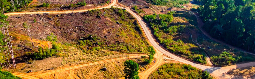 A land clearing project in North Georgia is a series of decisions about which vegetation to remove and which to preserve. Learn the species-specific removal and preservation framework that produces the best cleared property outcomes in Cherokee County.