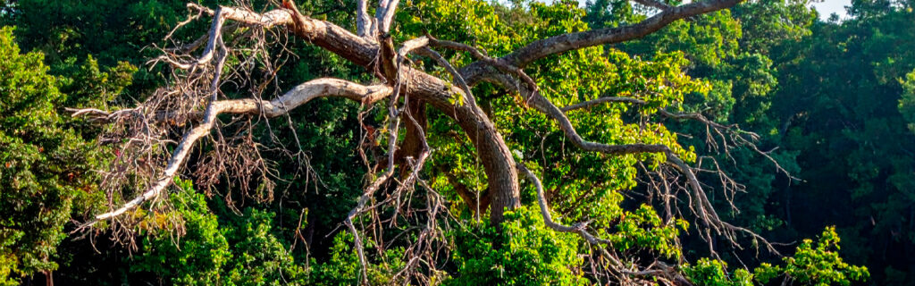Dead branches in North Georgia tree canopies do not announce when they will fall — and summer simultaneously brings the most frequent storm loading and the peak outdoor occupancy beneath those trees. Learn the identification and management framework in Cherokee County.