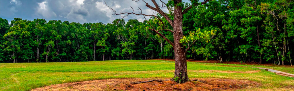 The tree that fails during a North Georgia thunderstorm was not healthy before the storm arrived. Its decline was detectable. Learn the routine tree assessment practices that identify developing conditions before storm events reveal them in Cherokee County.