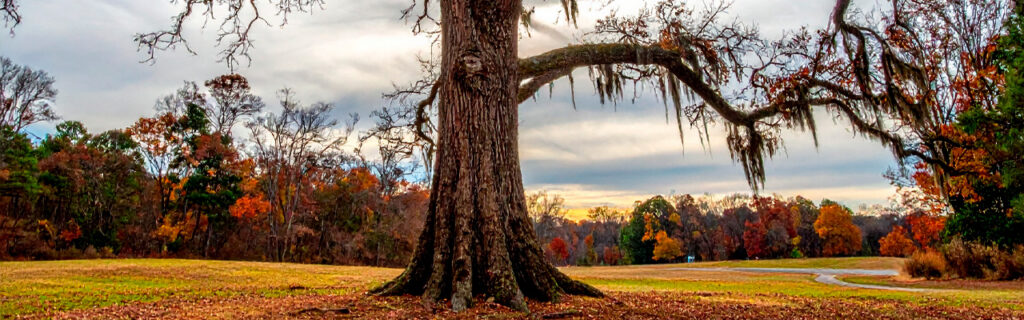 A tree does not transition from healthy to hazardous in a single season. The decline develops over months and years through observable conditions that gradual change makes invisible to daily observers. Learn the tree decline monitoring framework for North Georgia properties in Cherokee County.