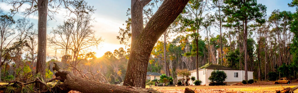 Tree removal is among the most permanent decisions a North Georgia property owner makes. Learn the specific questions that should inform every removal decision before it is executed — when preservation, management, or targeted treatment might be the better answer in Cherokee County.