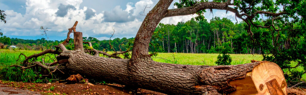 Late summer's thunderstorm activity tests every tree near every structure in North Georgia multiple times each month. Learn the late-summer tree assessment that identifies structural concerns before storms reveal them through failure in Cherokee County.