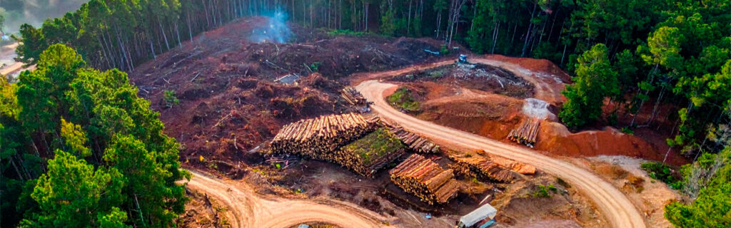 The choice between forestry mulching and traditional clearing in North Georgia is a design decision — not an aesthetic preference. Learn which method serves which specific conditions and intended uses on Cherokee County properties.