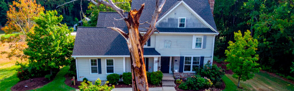 A standing dead tree on a North Georgia property is not a stable condition — it is a progressive one whose direction is always toward structural failure. Learn what the dead tree's progression means for property safety and function in Cherokee County.