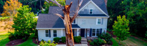 A standing dead tree on a North Georgia property is not a stable condition — it is a progressive one whose direction is always toward structural failure. Learn what the dead tree's progression means for property safety and function in Cherokee County.