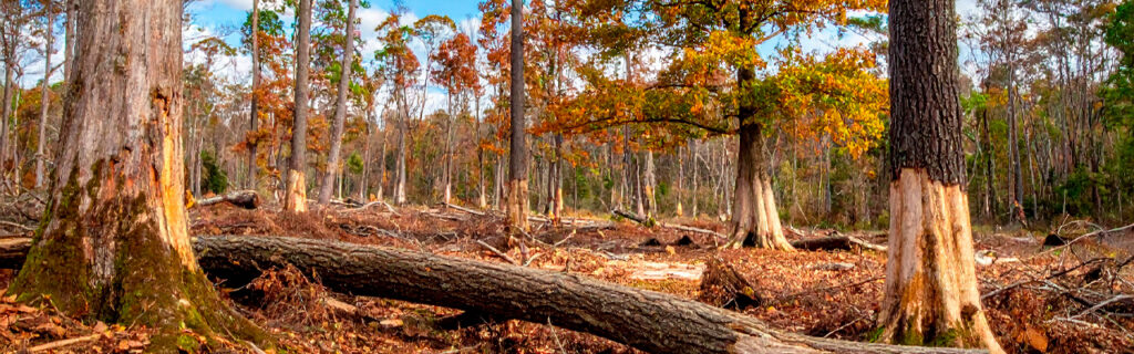 Most North Georgia trees are assets that should remain. Some conditions genuinely warrant management response. Learn to distinguish the specific conditions requiring attention from normal aging — and what response each condition warrants in Cherokee County.