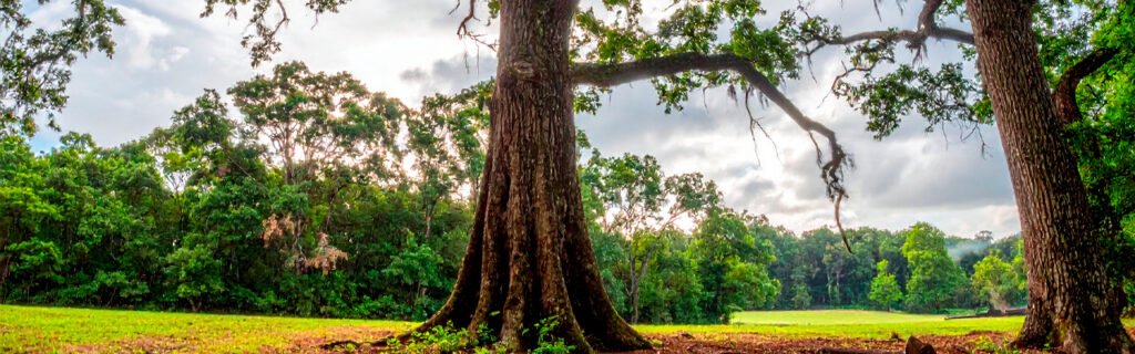 Late summer makes dead branches unmistakably visible while concealing structural cracks, basal decay, and crown asymmetry behind dense leaf mass. Learn the late-summer tree inspection approach that finds what growth hides on North Georgia properties in Cherokee County.