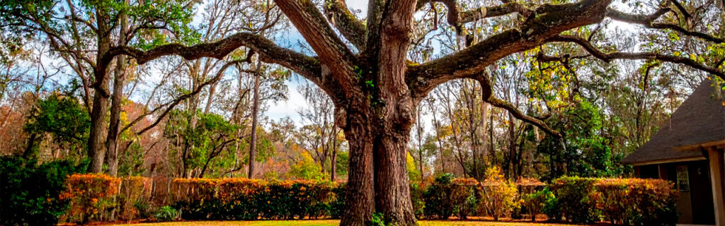 Systematic tree evaluation near your North Georgia home identifies the specific conditions warranting attention while confirming the sound conditions appropriate for continued presence. Learn what evaluation targets, why each is relevant, and what responses each condition warrants in Cherokee County.