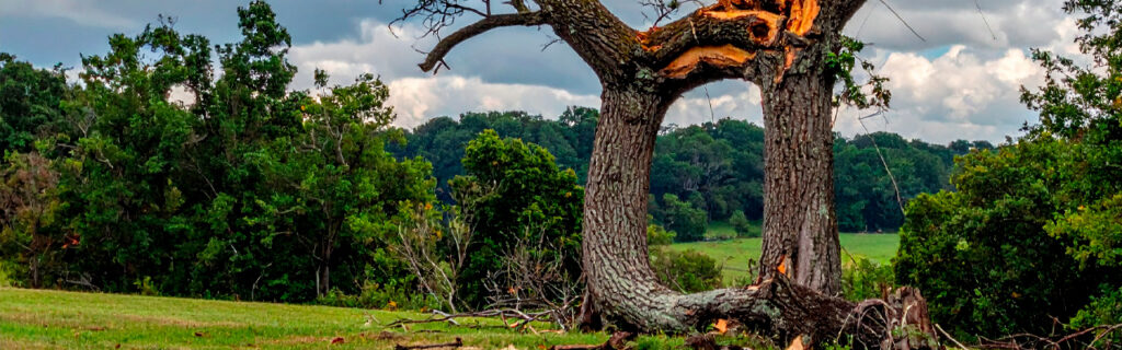 The most manageable tree damage is the damage caught before it becomes obvious — and the damage property owners most readily notice is the damage that has already progressed past the stage of broadest management options. Learn what less-visible tree damage to look for in Cherokee County.