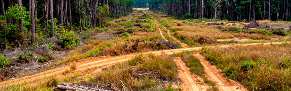 Overgrown Cherokee County acreage sits between productively managed land and intentionally preserved natural area — and forestry mulching reclaims it while preserving the natural character the overgrowth has been concealing. Learn the reclamation framework in Cherokee County.