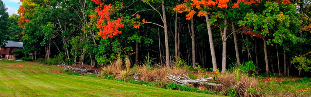 Trees near driveways and structures on North Georgia properties warrant more frequent monitoring and lower response thresholds than equivalent trees in lower-consequence positions. Learn the position-specific tree monitoring framework for Cherokee County residential properties.