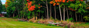 Trees near driveways and structures on North Georgia properties warrant more frequent monitoring and lower response thresholds than equivalent trees in lower-consequence positions. Learn the position-specific tree monitoring framework for Cherokee County residential properties.