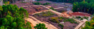Overgrown North Georgia property sections accumulate their unusable condition gradually across management gaps — and land clearing specifically enables the new purposes those sections can serve when overgrowth is removed. Learn the clearing-for-new-purpose framework in Cherokee County.