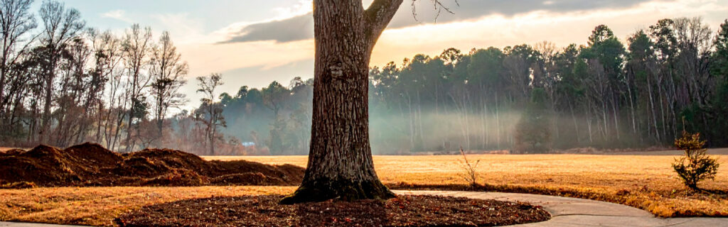 The tree posing no current maintenance concern on a North Georgia property may become the maintenance problem that a future planned structure, access route, or activity area creates the spatial relationship for. Learn how to evaluate tree location relative to planned improvements in Cherokee County.