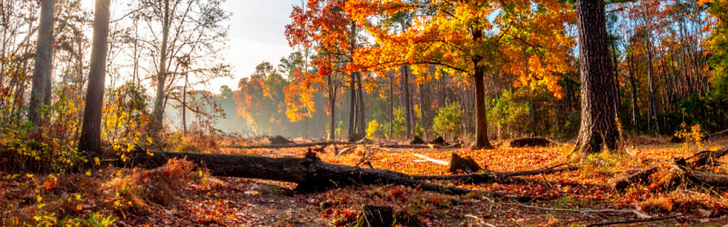 Fall's transitioning canopy, post-summer storm assessment timing, and pre-winter response window together make fall tree identification more productive than any other seasonal timing for North Georgia properties. Learn what the fall tree assessment specifically looks for in Cherokee County.