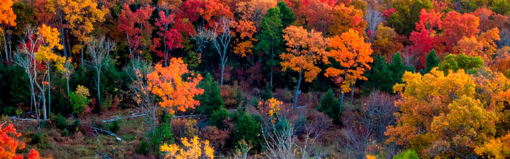 Fall combines the canopy transition that progressively reveals structural conditions summer's foliage concealed and the pre-winter urgency that makes finding those conditions before storm loading most valuable. Learn the fall tree evaluation framework for frequently used areas in Cherokee County.