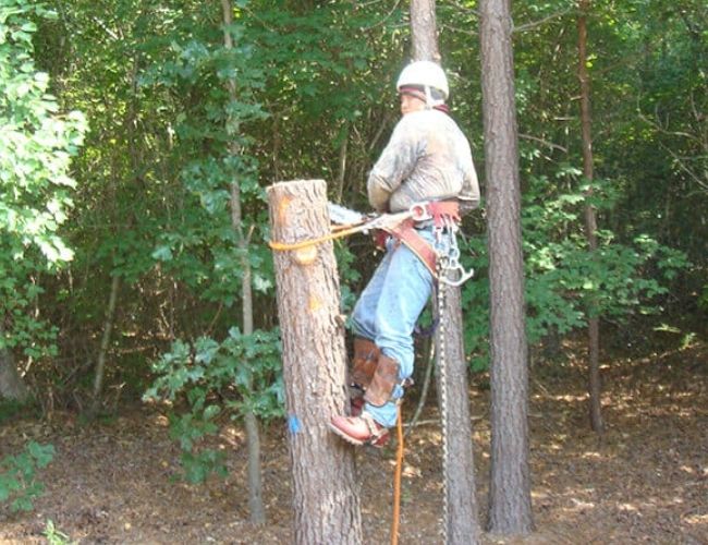 Tree removal service by Bardin Outdoors